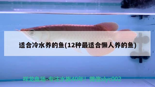 適合冷水養(yǎng)的魚(yú)(12種最適合懶人養(yǎng)的魚(yú)) 觀賞魚(yú)