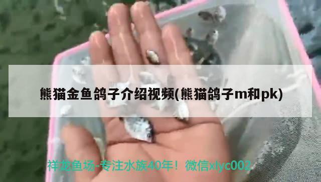 熊貓金魚鴿子介紹視頻(熊貓鴿子m和pk)