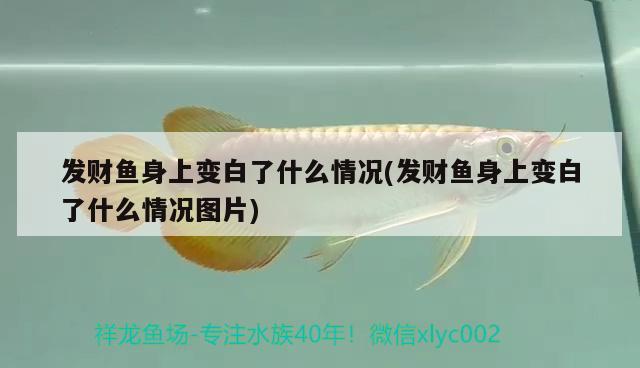 發(fā)財魚身上變白了什么情況(發(fā)財魚身上變白了什么情況圖片)