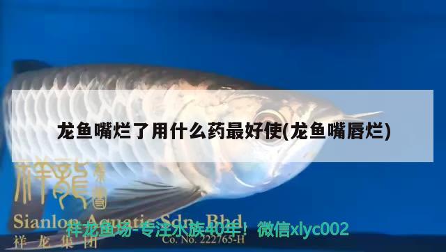 龍魚嘴爛了用什么藥最好使(龍魚嘴唇爛) ?；?異型虎魚/純色虎魚