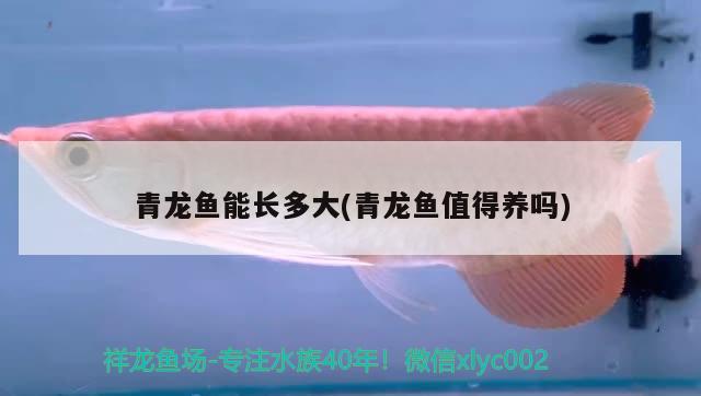 青龍魚能長(zhǎng)多大(青龍魚值得養(yǎng)嗎) 青龍魚