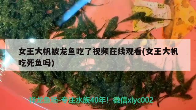 女王大帆被龍魚吃了視頻在線觀看(女王大帆吃死魚嗎)