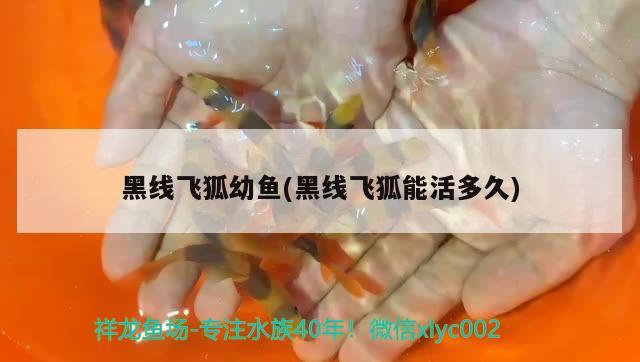 黑線飛狐幼魚(黑線飛狐能活多久)