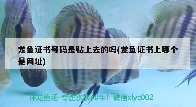 龍魚證書號(hào)碼是貼上去的嗎(龍魚證書上哪個(gè)是網(wǎng)址)