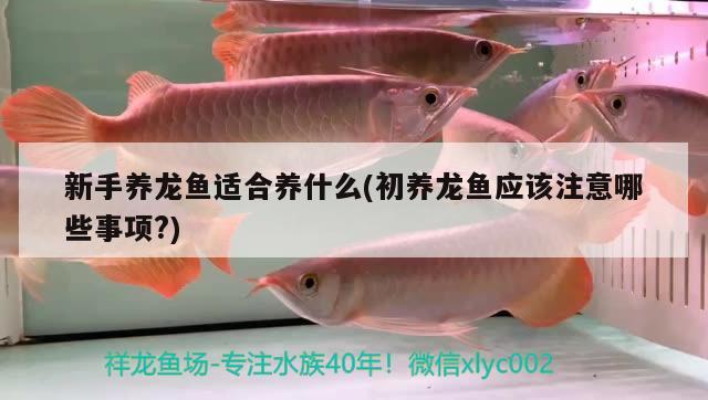 新手養(yǎng)龍魚適合養(yǎng)什么(初養(yǎng)龍魚應(yīng)該注意哪些事項(xiàng)?) 泰國雪鯽魚