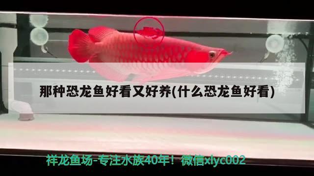 那種恐龍魚好看又好養(yǎng)(什么恐龍魚好看)