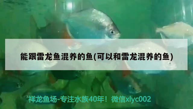 能跟雷龍魚混養(yǎng)的魚(可以和雷龍混養(yǎng)的魚) 高背金龍魚