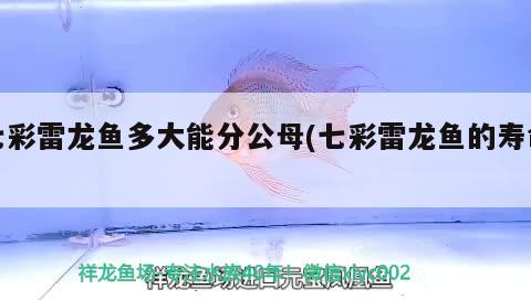 七彩雷龍魚多大能分公母(七彩雷龍魚的壽命) 白子黃化銀龍魚