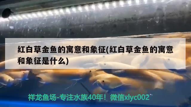 紅白草金魚的寓意和象征(紅白草金魚的寓意和象征是什么)