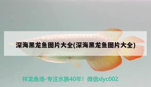 深海黑龍魚(yú)圖片大全(深海黑龍魚(yú)圖片大全)