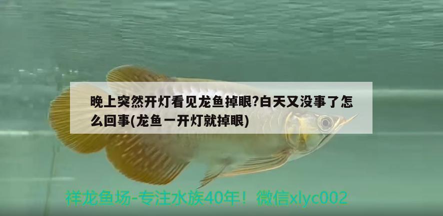 晚上突然開燈看見龍魚掉眼?白天又沒事了怎么回事(龍魚一開燈就掉眼)