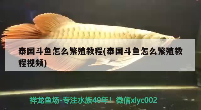 泰國(guó)斗魚怎么繁殖教程(泰國(guó)斗魚怎么繁殖教程視頻) 泰國(guó)斗魚