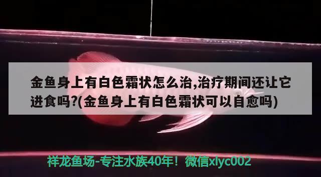 金魚身上有白色霜狀怎么治,治療期間還讓它進(jìn)食嗎?(金魚身上有白色霜狀可以自愈嗎)