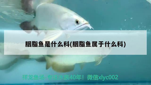 胭脂魚是什么科(胭脂魚屬于什么科)