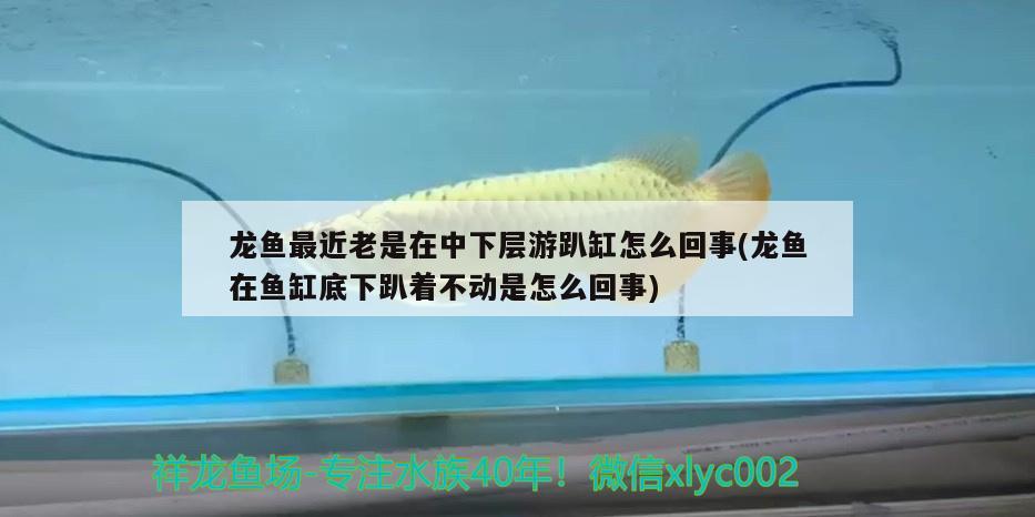 龍魚最近老是在中下層游趴缸怎么回事(龍魚在魚缸底下趴著不動(dòng)是怎么回事)