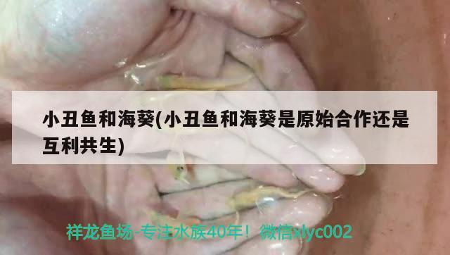 小丑魚和海葵(小丑魚和?？窃己献鬟€是互利共生)