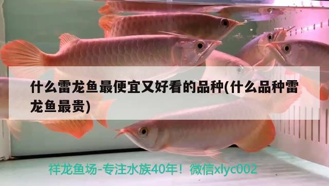 什么雷龍魚(yú)最便宜又好看的品種(什么品種雷龍魚(yú)最貴)