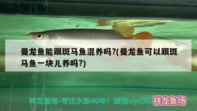 曼龍魚能跟斑馬魚混養(yǎng)嗎?(曼龍魚可以跟斑馬魚一塊兒養(yǎng)嗎?) 杰西卡恐龍魚