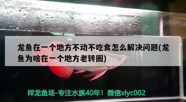 龍魚在一個地方不動不吃食怎么解決問題(龍魚為啥在一個地方老轉(zhuǎn)圈)