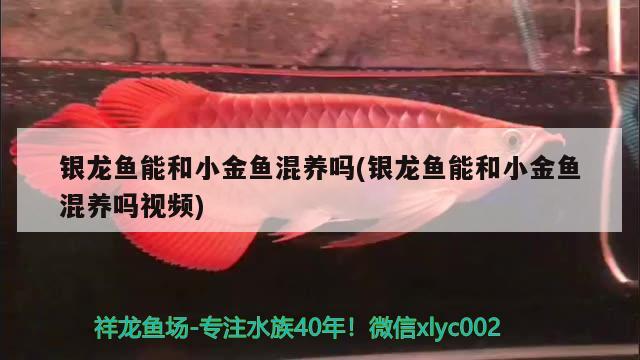 銀龍魚能和小金魚混養(yǎng)嗎(銀龍魚能和小金魚混養(yǎng)嗎視頻)