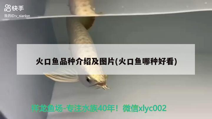 火口魚品種介紹及圖片(火口魚哪種好看) 觀賞魚