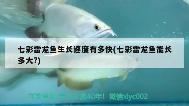 七彩雷龍魚生長速度有多快(七彩雷龍魚能長多大?)