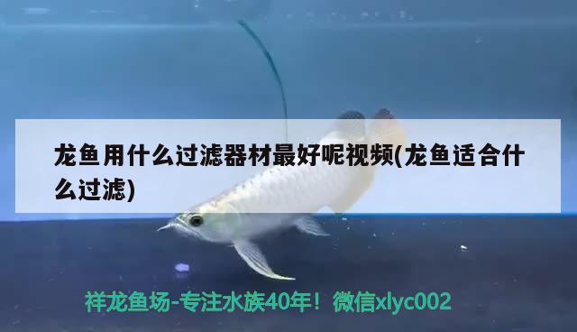 龍魚用什么過濾器材最好呢視頻(龍魚適合什么過濾)