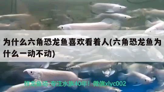 為什么六角恐龍魚(yú)喜歡看著人(六角恐龍魚(yú)為什么一動(dòng)不動(dòng))