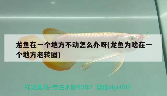 龍魚在一個地方不動怎么辦呀(龍魚為啥在一個地方老轉(zhuǎn)圈) 巴西亞魚苗