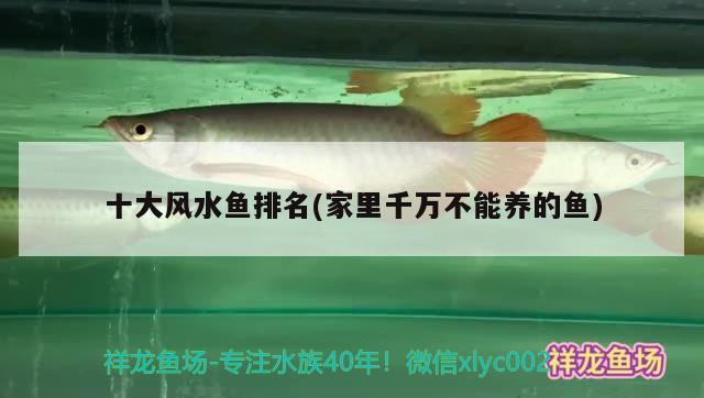 十大風(fēng)水魚排名(家里千萬不能養(yǎng)的魚)