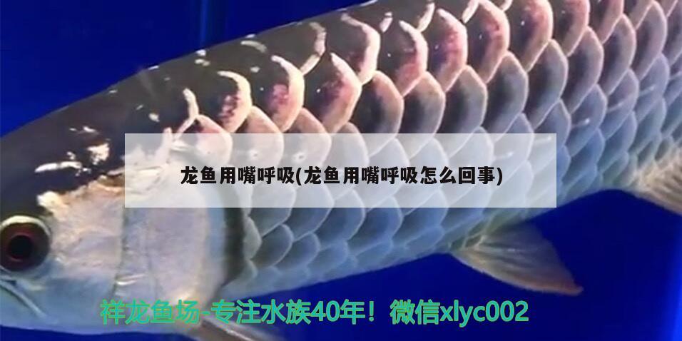 龍魚用嘴呼吸(龍魚用嘴呼吸怎么回事) 古典過背金龍魚