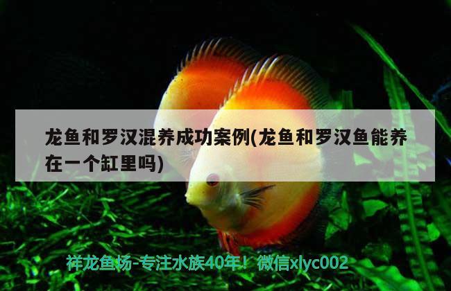 龍魚和羅漢混養(yǎng)成功案例(龍魚和羅漢魚能養(yǎng)在一個(gè)缸里嗎)