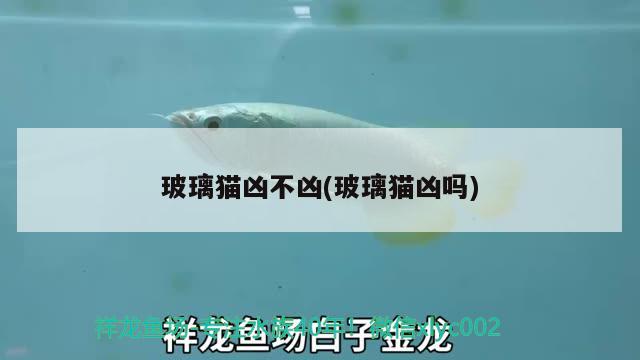 玻璃貓兇不兇(玻璃貓兇嗎) 觀賞魚