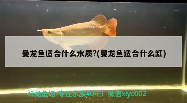 曼龍魚適合什么水質(zhì)?(曼龍魚適合什么缸) 虎斑恐龍魚