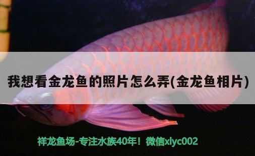 我想看金龍魚的照片怎么弄(金龍魚相片)