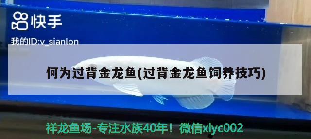 何為過背金龍魚(過背金龍魚飼養(yǎng)技巧) 過背金龍魚