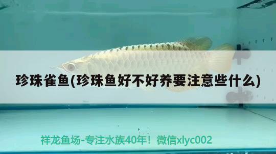 珍珠雀魚(yú)(珍珠魚(yú)好不好養(yǎng)要注意些什么) 觀賞魚(yú)