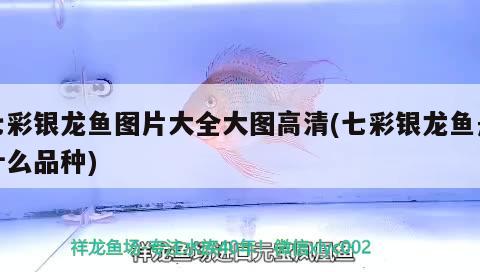 七彩銀龍魚圖片大全大圖高清(七彩銀龍魚是什么品種) 銀龍魚百科