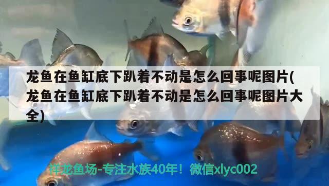 龍魚在魚缸底下趴著不動是怎么回事呢圖片(龍魚在魚缸底下趴著不動是怎么回事呢圖片大全) 印尼三紋虎