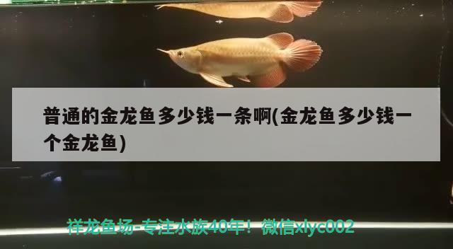 普通的金龍魚多少錢一條啊(金龍魚多少錢一個金龍魚)