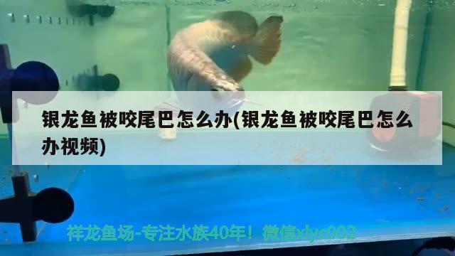 銀龍魚被咬尾巴怎么辦(銀龍魚被咬尾巴怎么辦視頻)