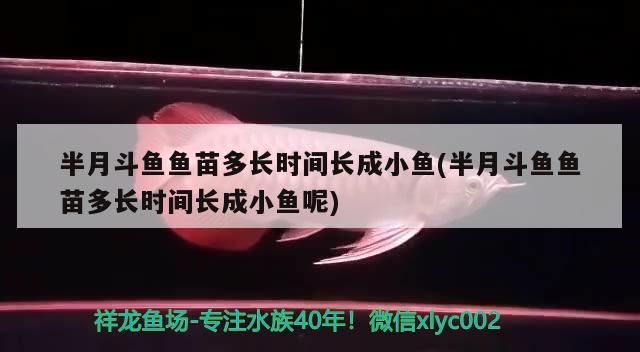 半月斗魚魚苗多長時間長成小魚(半月斗魚魚苗多長時間長成小魚呢)