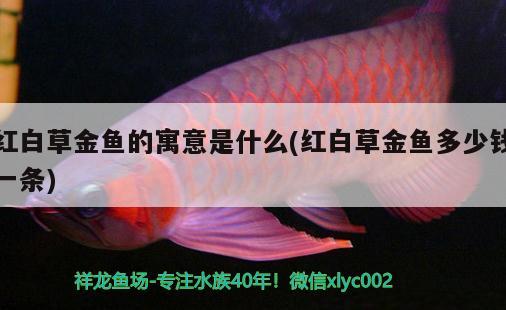 紅白草金魚(yú)的寓意是什么(紅白草金魚(yú)多少錢一條)