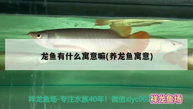 龍魚有什么寓意嘛(養(yǎng)龍魚寓意) 元寶鳳凰魚