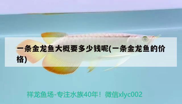 一條金龍魚大概要多少錢呢(一條金龍魚的價格) 殺菌消毒設(shè)備