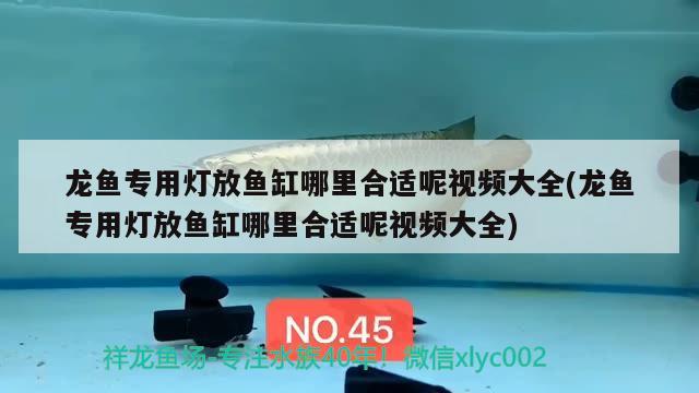 龍魚專用燈放魚缸哪里合適呢視頻大全(龍魚專用燈放魚缸哪里合適呢視頻大全)