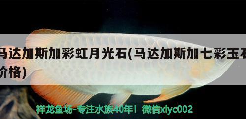 馬達加斯加彩虹月光石(馬達加斯加七彩玉石價格) 觀賞魚