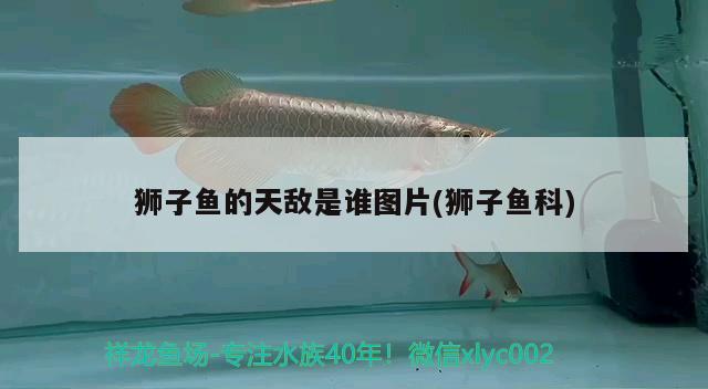 獅子魚的天敵是誰(shuí)圖片(獅子魚科) 觀賞魚