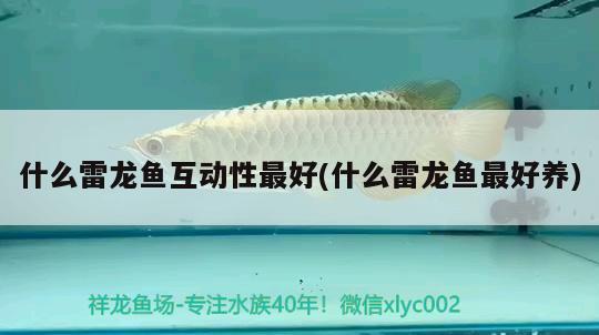 什么雷龍魚互動性最好(什么雷龍魚最好養(yǎng))