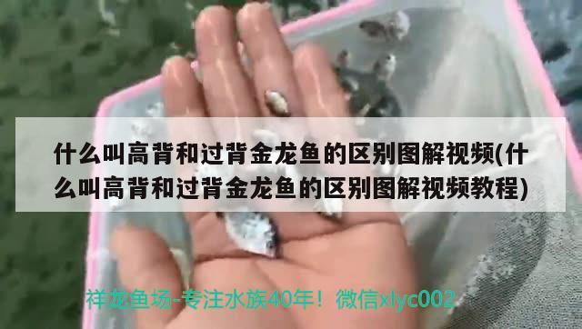 什么叫高背和過背金龍魚的區(qū)別圖解視頻(什么叫高背和過背金龍魚的區(qū)別圖解視頻教程) 過背金龍魚